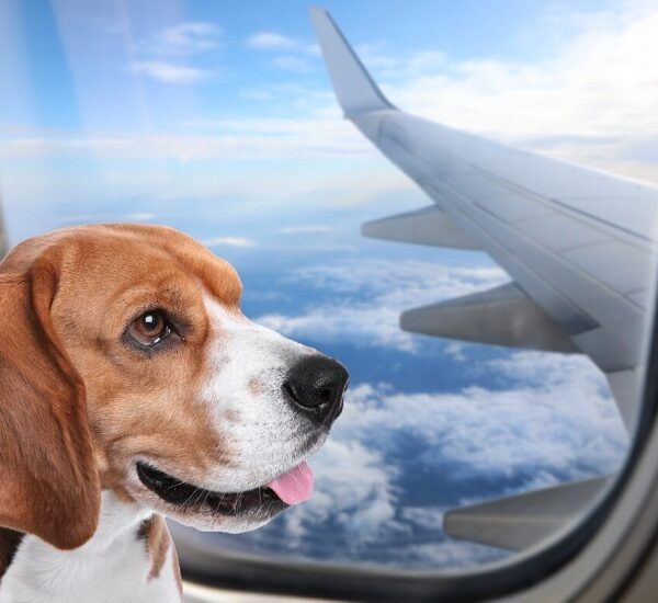 حمل حیوان خانگی با هواپیما - نگین پرواز پارس