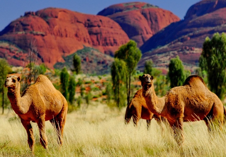 بهترین زمان سفر به استرالیا - آژانس نگین پرواز پارس